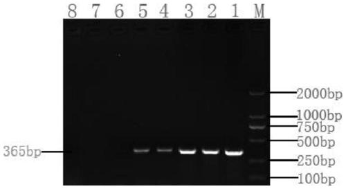 Specific primer and method for detecting Acinetobacter johnsonii and application