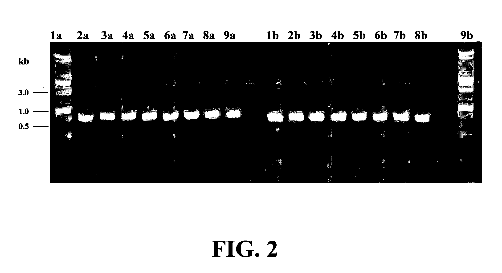 Rapid identification of bacteria from positive blood cultures