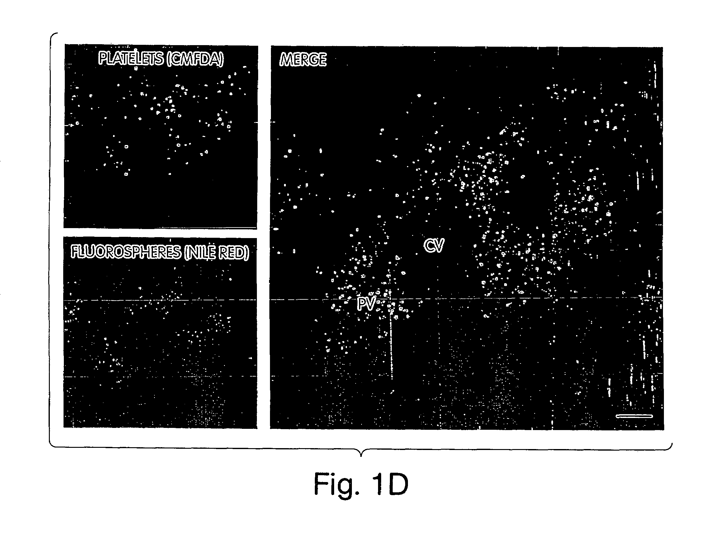 Compositions and methods for prolonging survival of platelets