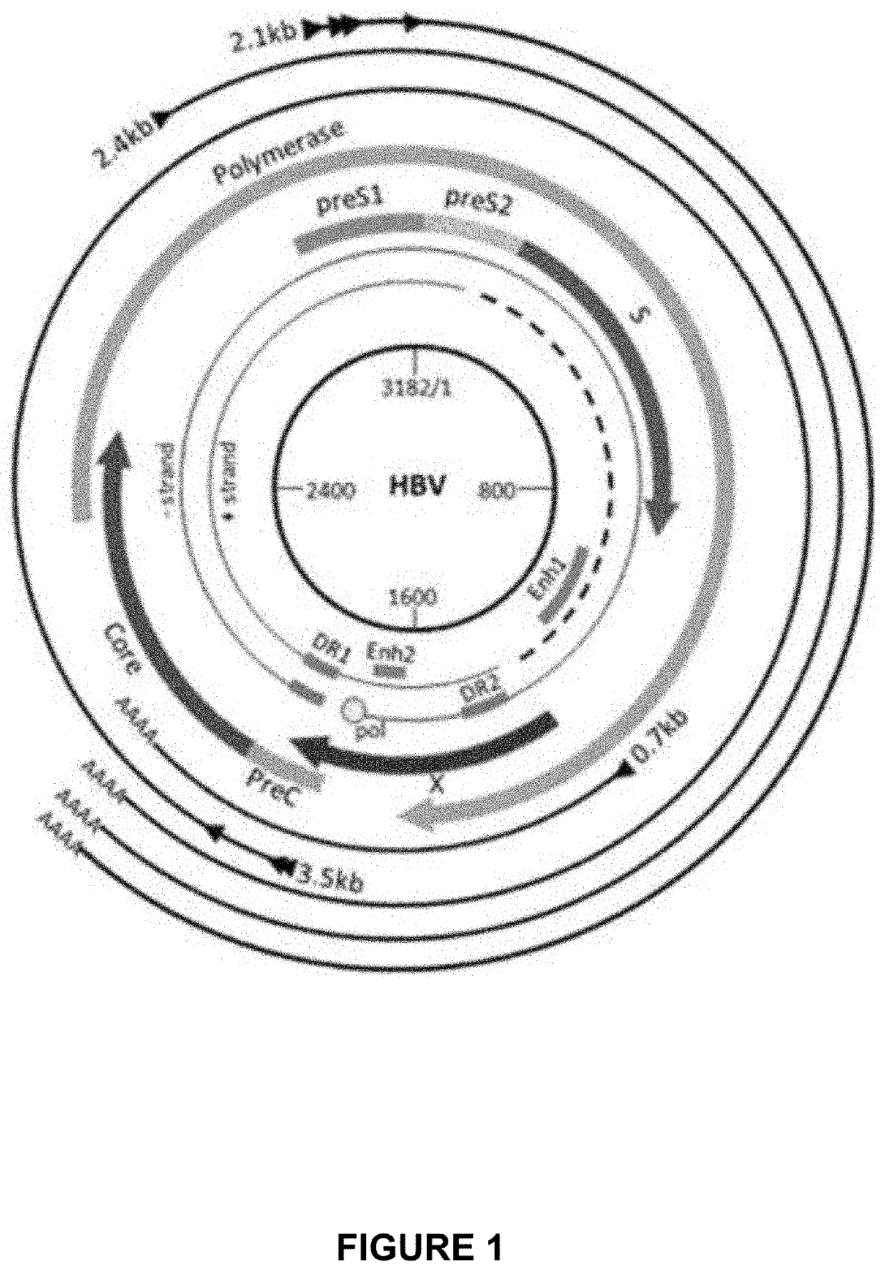 Optimized engineered meganucleases having specificity for a recognition sequence in the hepatitis b virus genome