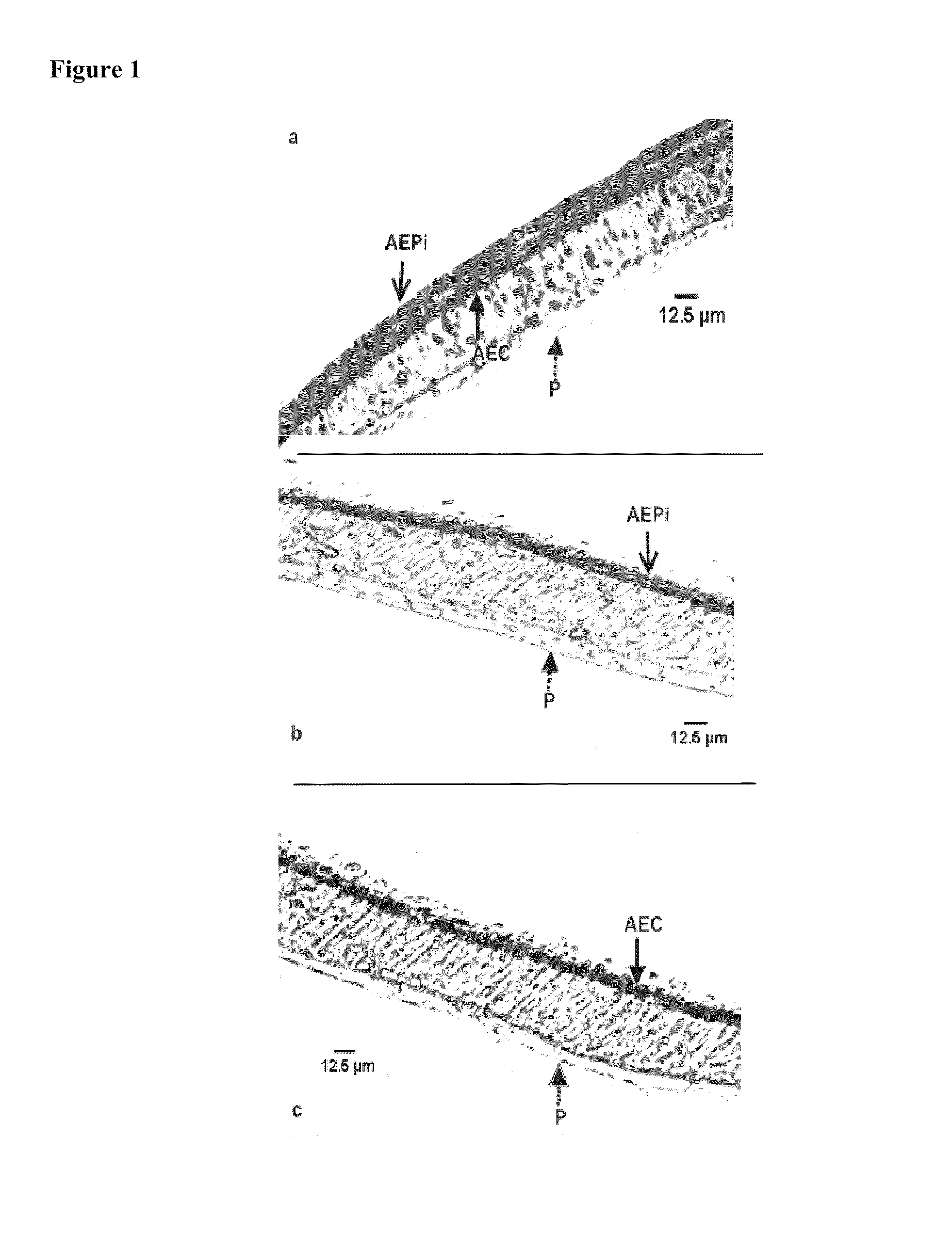 Artificial tissue constructs comprising alveolar cells and methods for using the same