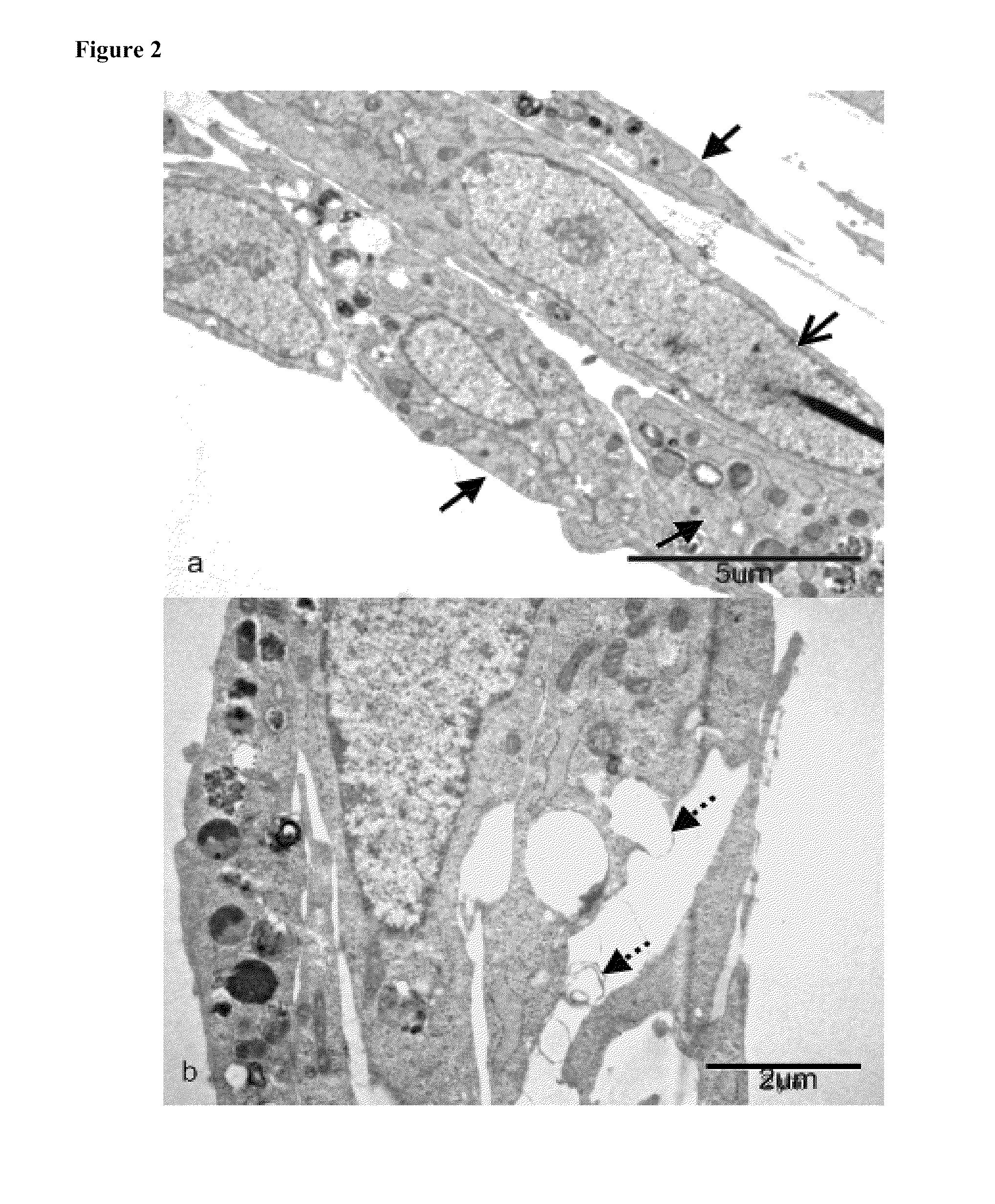 Artificial tissue constructs comprising alveolar cells and methods for using the same