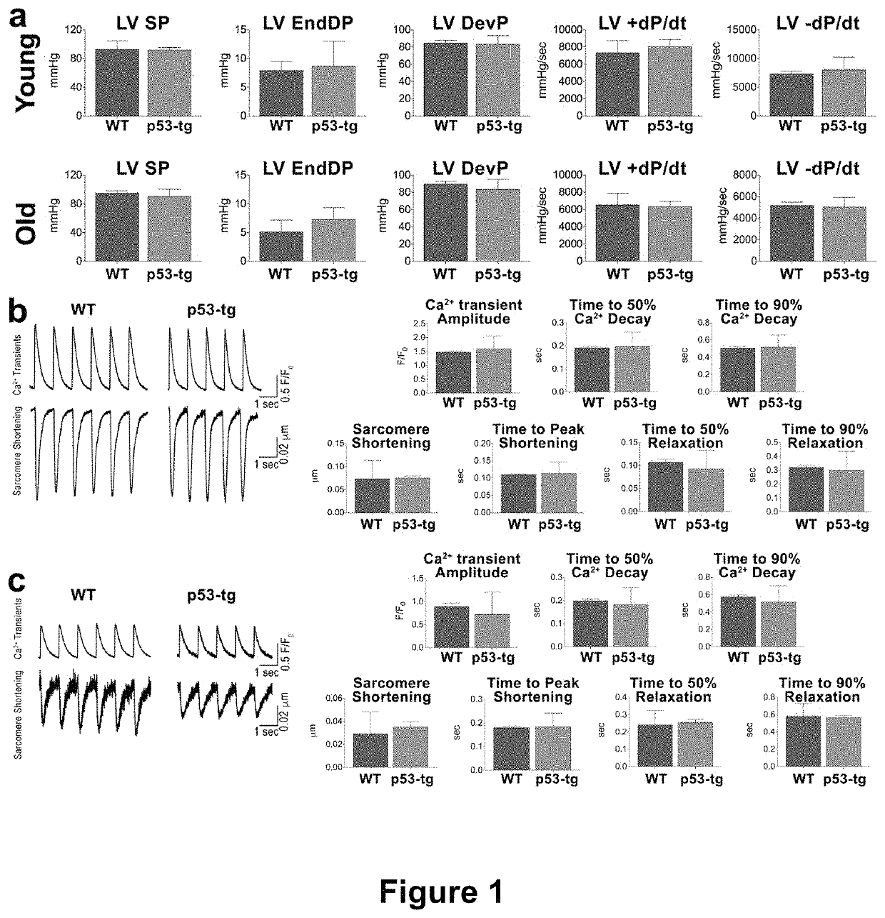 CARDIAC PROGENITOR CELLS HAVING ENHANCED p53 EXPRESSION AND USES THEREOF