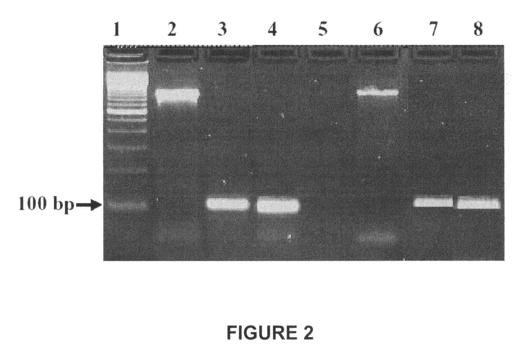 Conjunctival tissue system