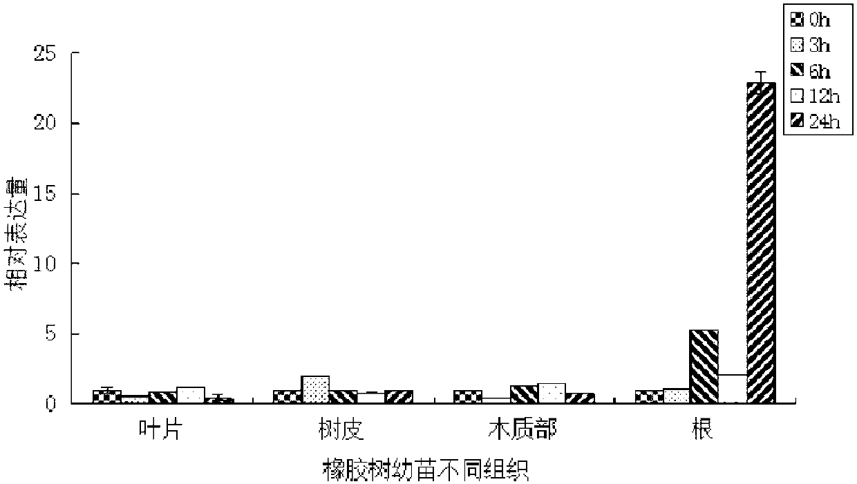 Protein for promoting plant growth and flowering and application of coding gene of protein