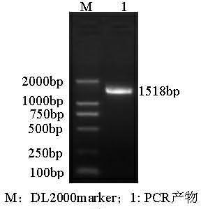 FTO gene for intramuscular fat deposition