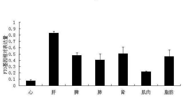 FTO gene for intramuscular fat deposition