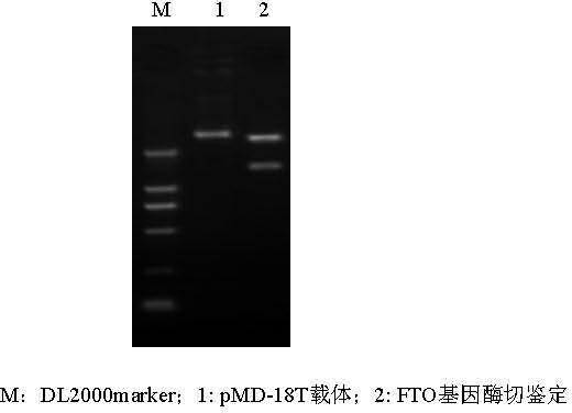 FTO gene for intramuscular fat deposition