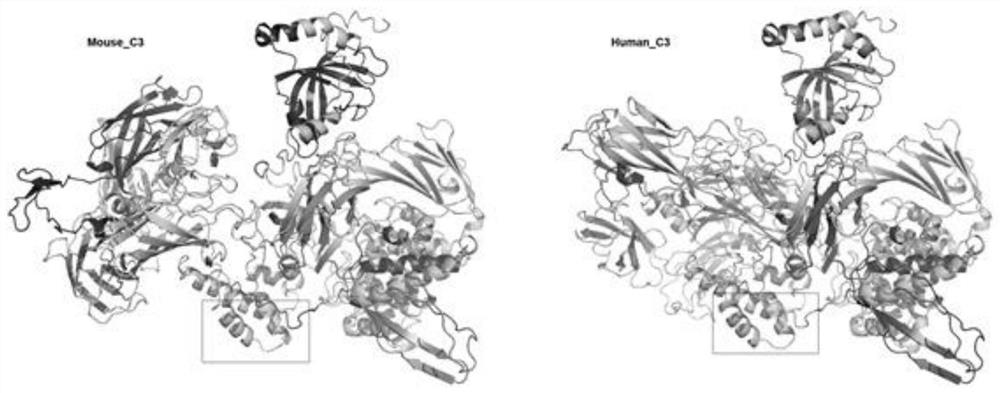 A secreted endogenous polypeptide pdff-co3 and its application