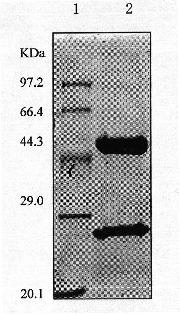 Humanized monoclonal antibody against human vascular endothelial growth factor and preparation and application thereof