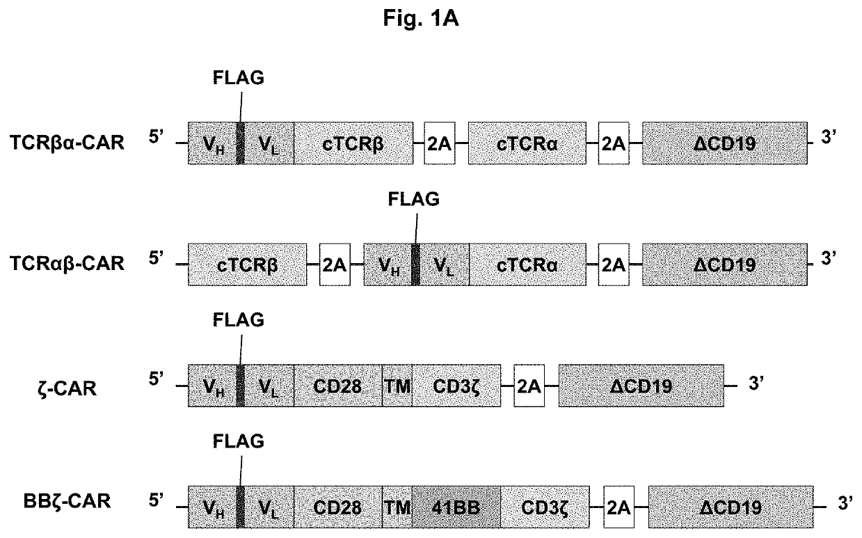 Eliminating MHC restriction from the T cell receptor as a strategy for ...