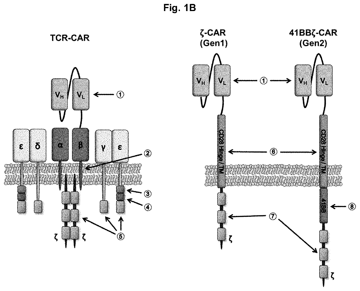 Eliminating MHC restriction from the T cell receptor as a strategy for immunotherapy