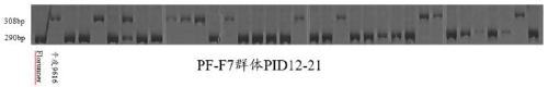 Molecular marking method for peanut flowering habit related gene locus and application of molecular marking method