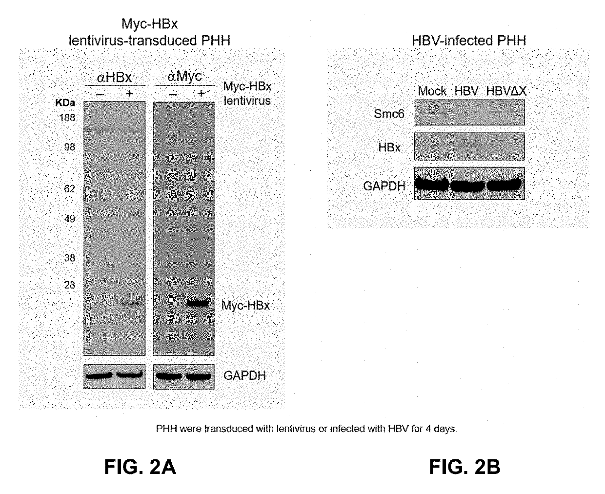 Antibodies and fragments thereof that bind hepatitis b virus protein x