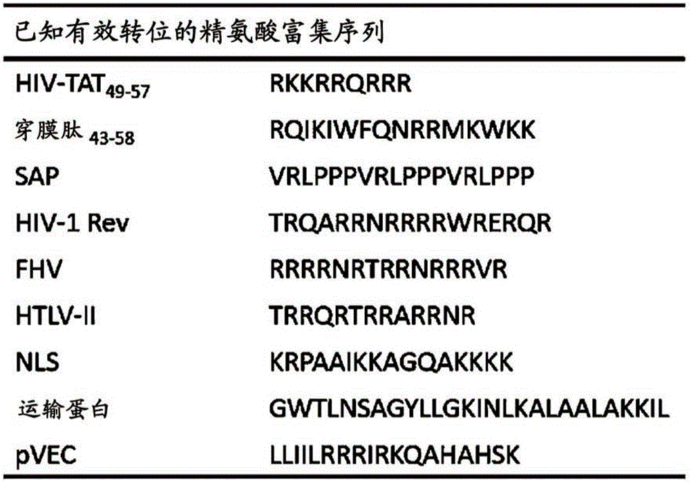 Alpha helix cell-penetrating peptide multimer, preparation method therefor and use thereof