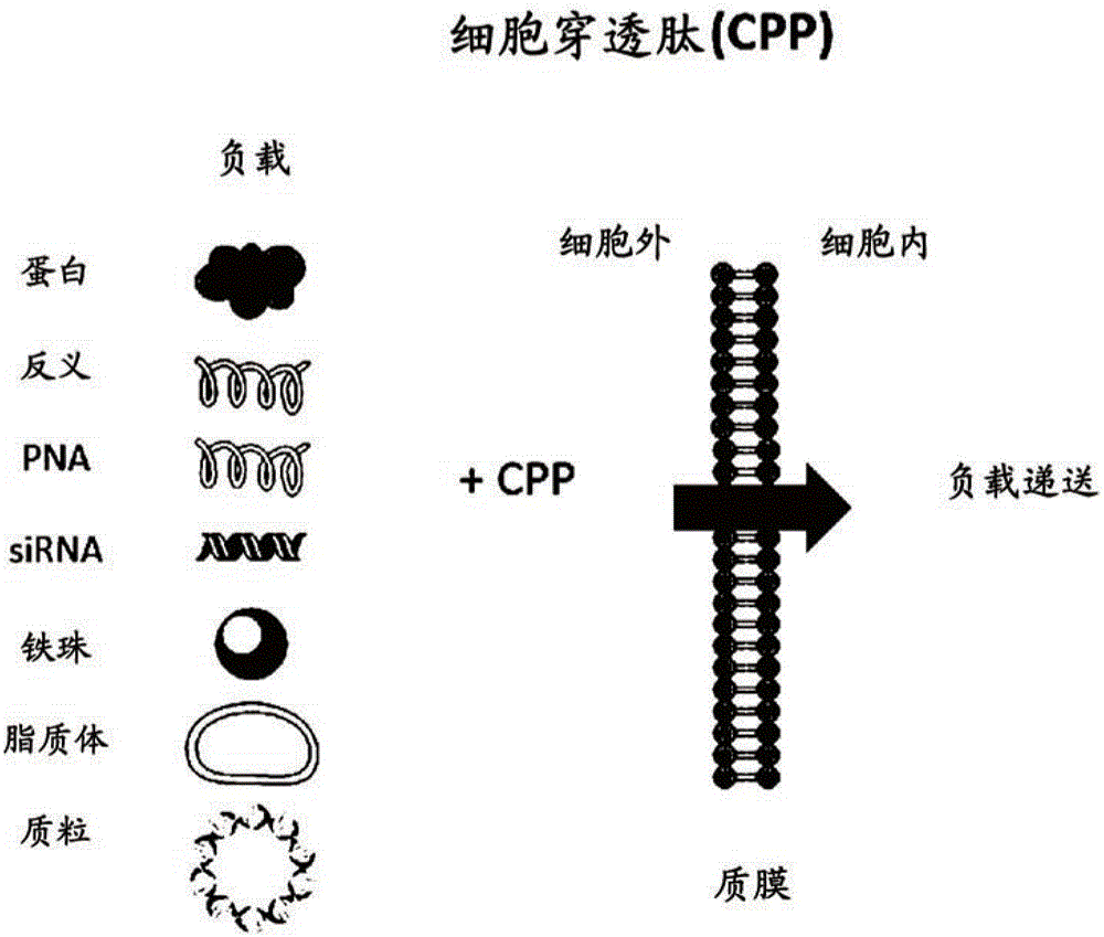 Alpha helix cell-penetrating peptide multimer, preparation method therefor and use thereof