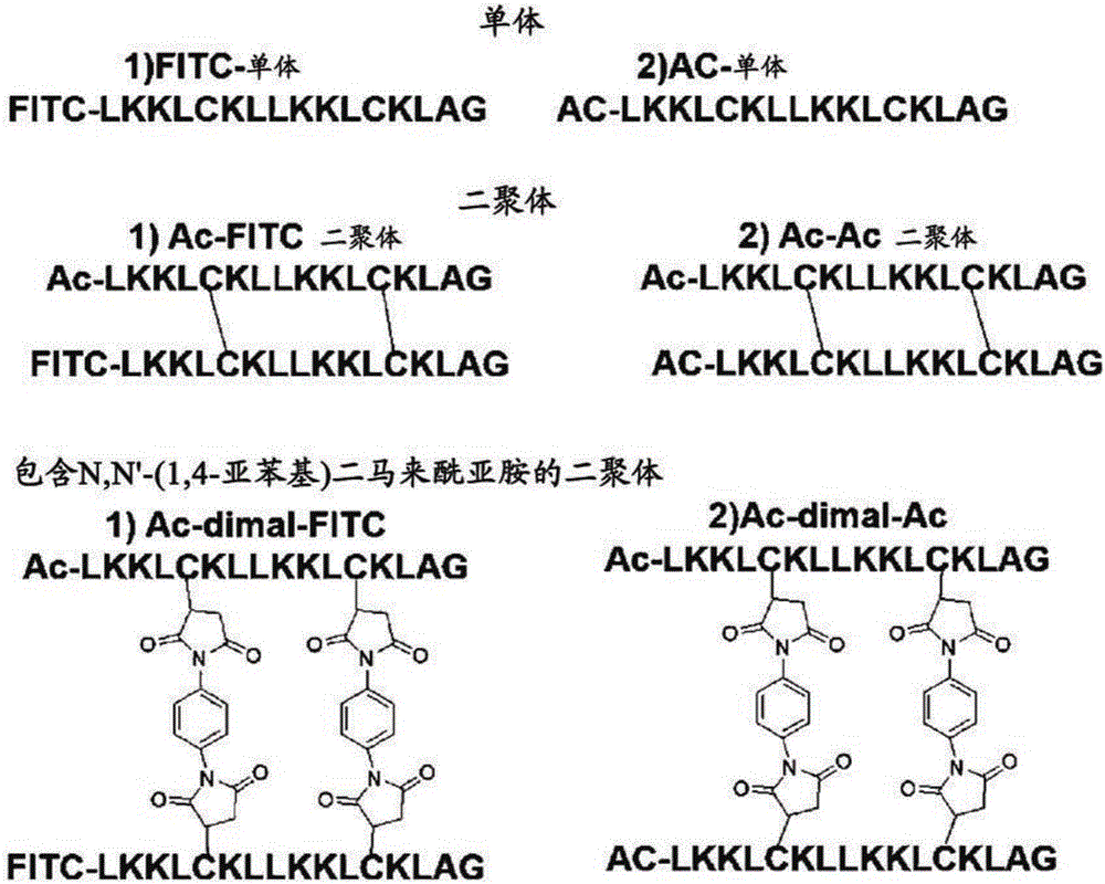 Alpha helix cell-penetrating peptide multimer, preparation method therefor and use thereof