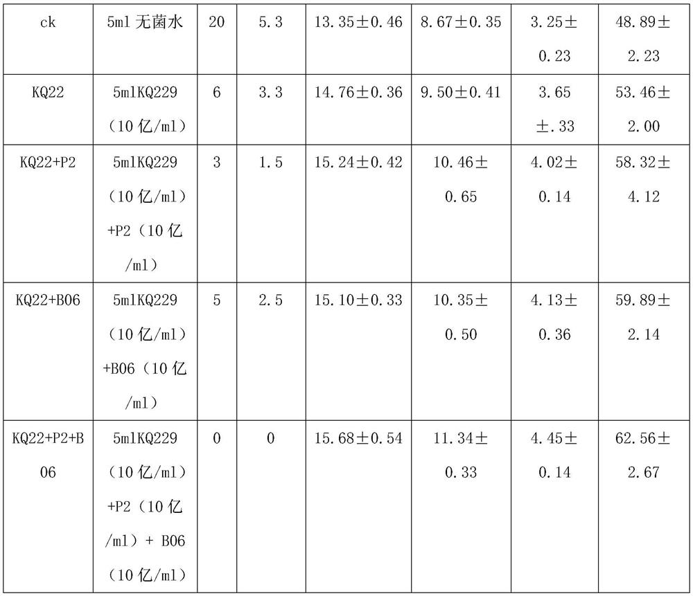 Special compound microbial agent for tobacco seedling raising and preparation method and application of special compound microbial agent