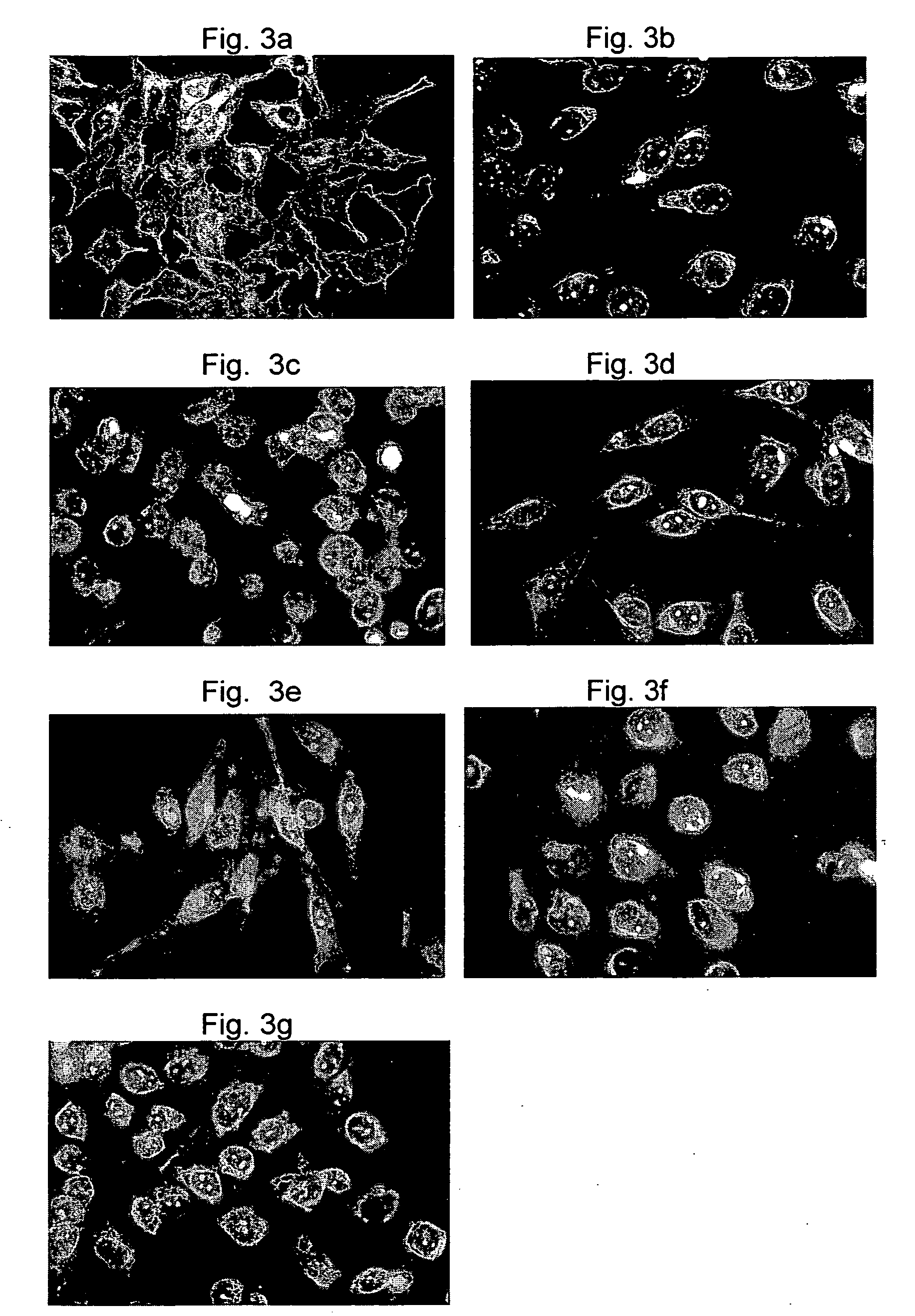 Histone conjugates and uses thereof