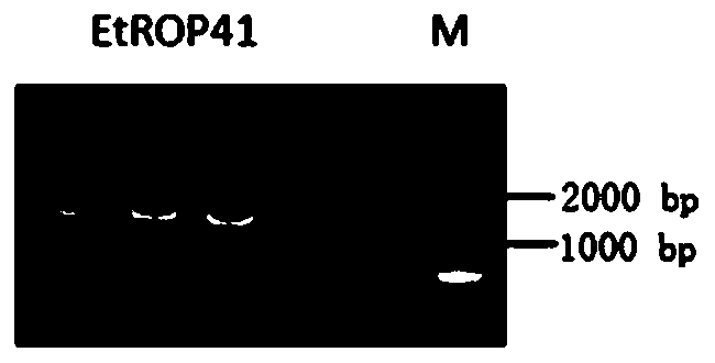 Eimeria tenella rhoptry protein 41 as well as preparation method and application thereof