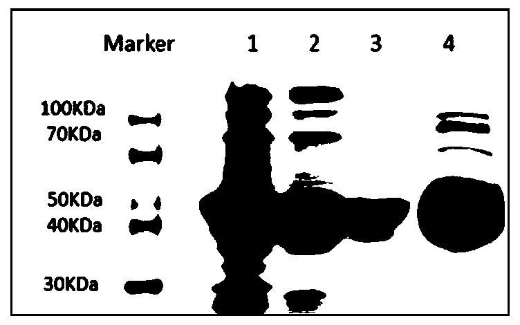 Eimeria tenella rhoptry protein 41 as well as preparation method and application thereof