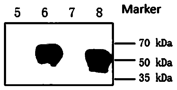 Eimeria tenella rhoptry protein 41 as well as preparation method and application thereof