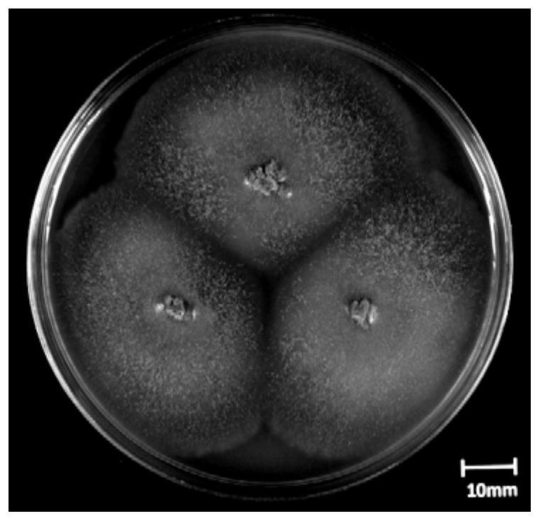 A kind of Monascus purple bacterium and application thereof