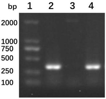 Swine Mycoplasmal pneumonia live vaccine mucosal immune adjuvant, preparation method and application thereof