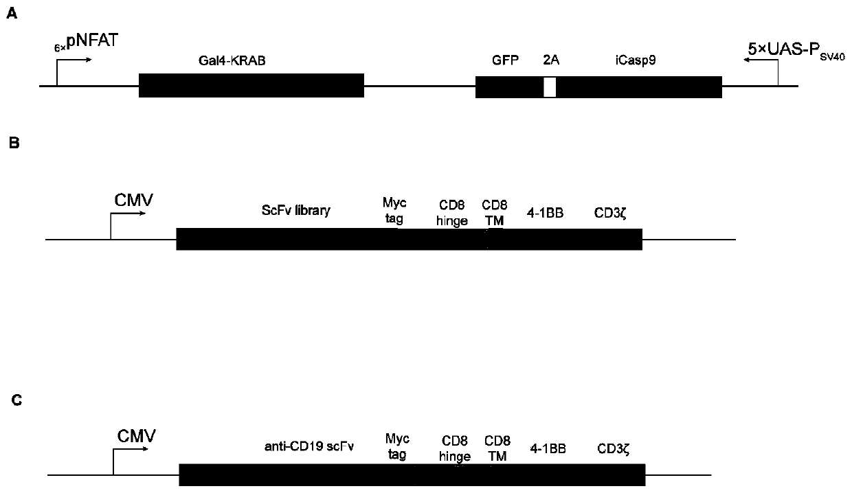 Chimeric antigen receptor cell library carrying gene element combination, preparation and screening method and application thereof