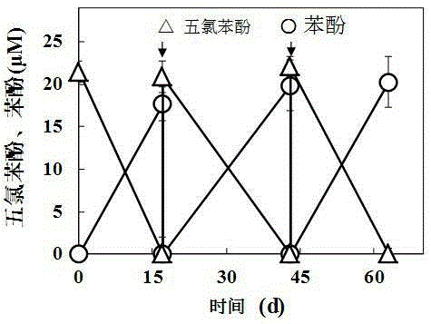 New application of caragana microphylla charcoal and mediate chlorophenasic acid anaerobic reductive dechlorination process thereof