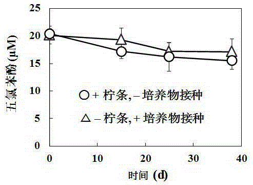 New application of caragana microphylla charcoal and mediate chlorophenasic acid anaerobic reductive dechlorination process thereof