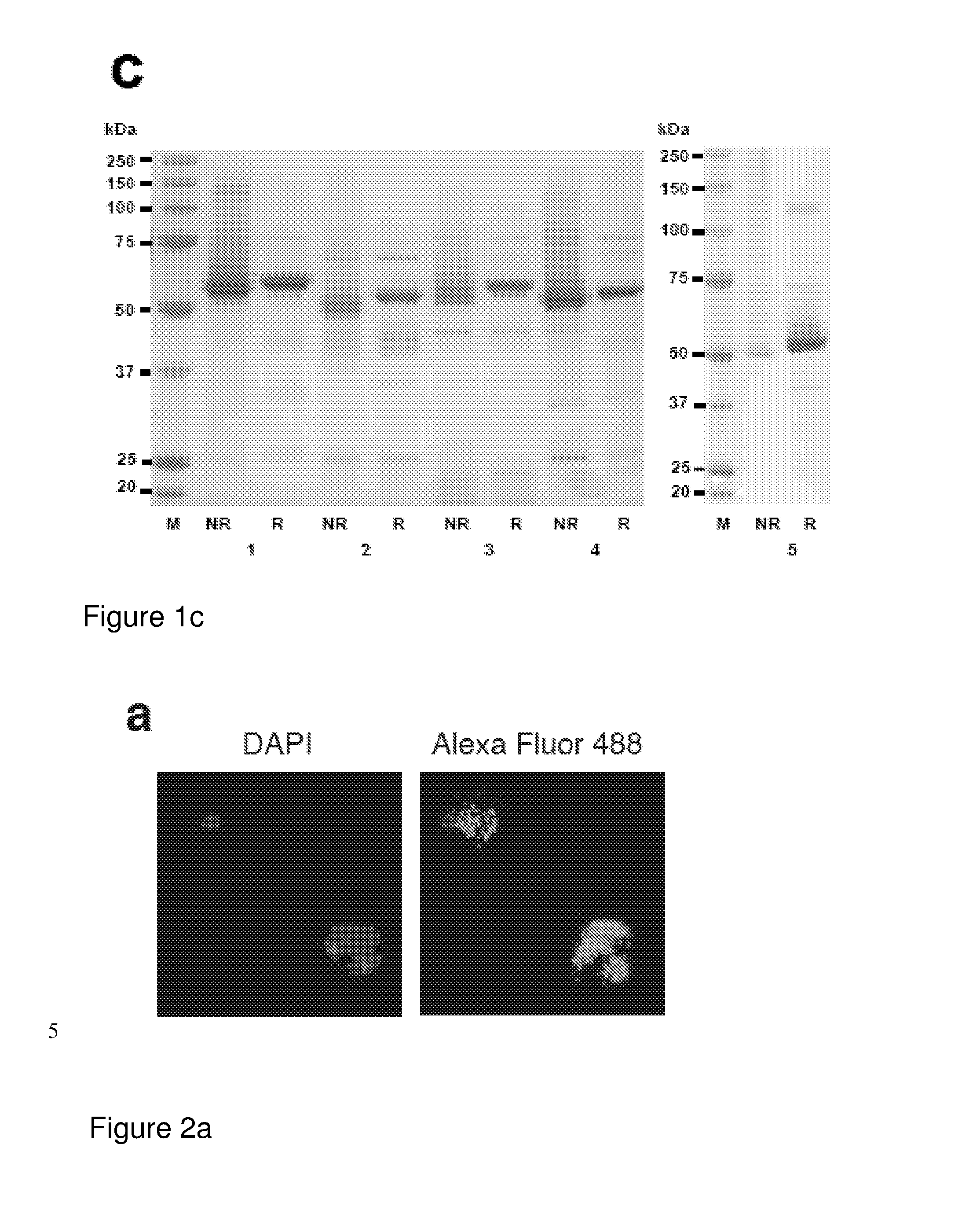 Malaria vaccine