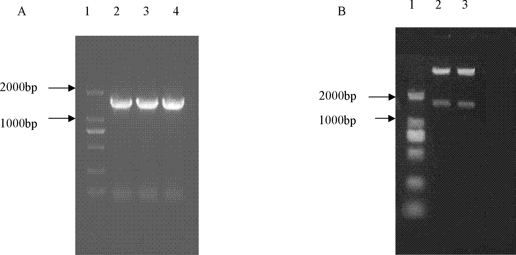 Proteins related to hexose transport and their coding genes and applications