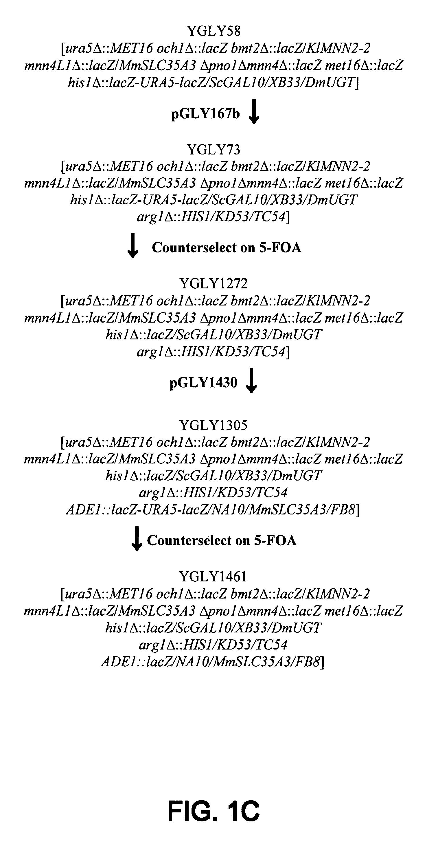 Erythropoietin compositions