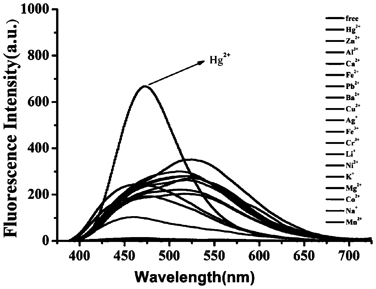 Fluorescent probe for identifying mercury ions and preparation and identification method thereof