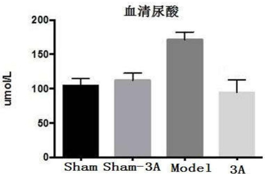 Application of 3-acetylaminocoumarin in the preparation of medicines for treating or preventing hyperuricemia and kidney damage