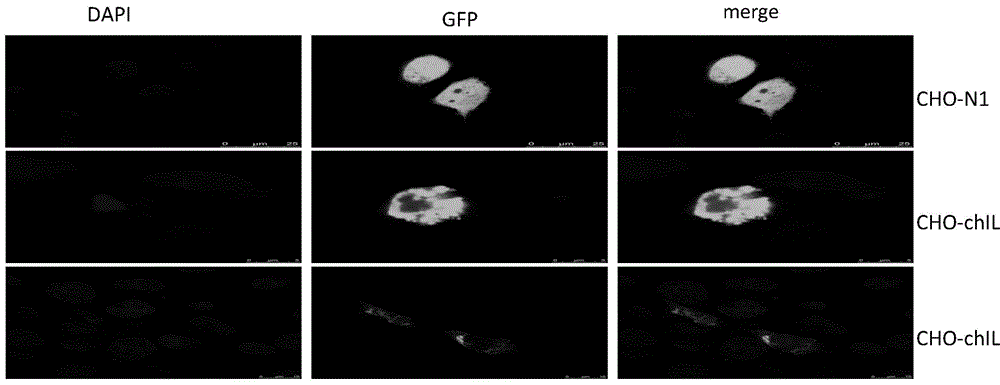 Cell line stably expressing chicken interleukin 10 protein and its construction method and application