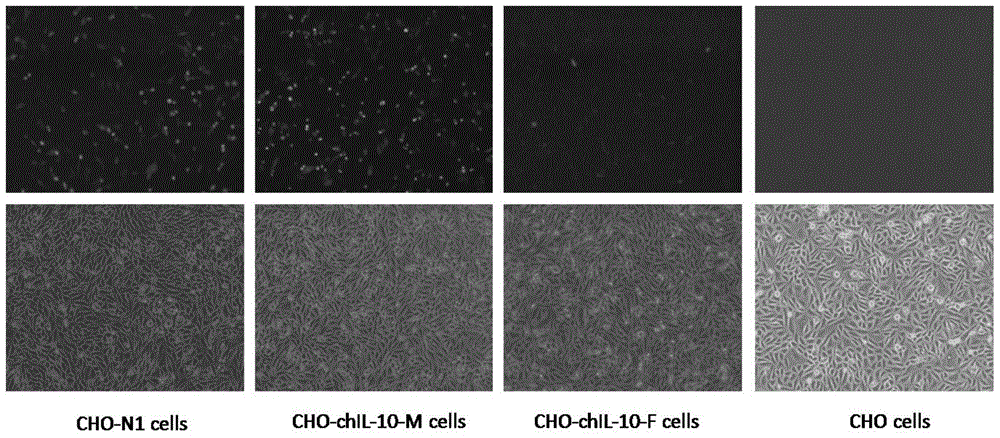 Cell line stably expressing chicken interleukin 10 protein and its construction method and application