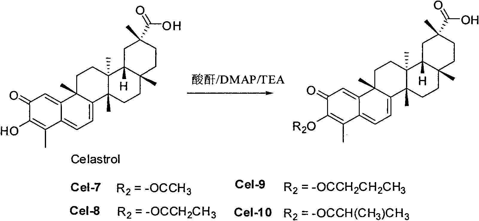 Tripterine derivate and use thereof