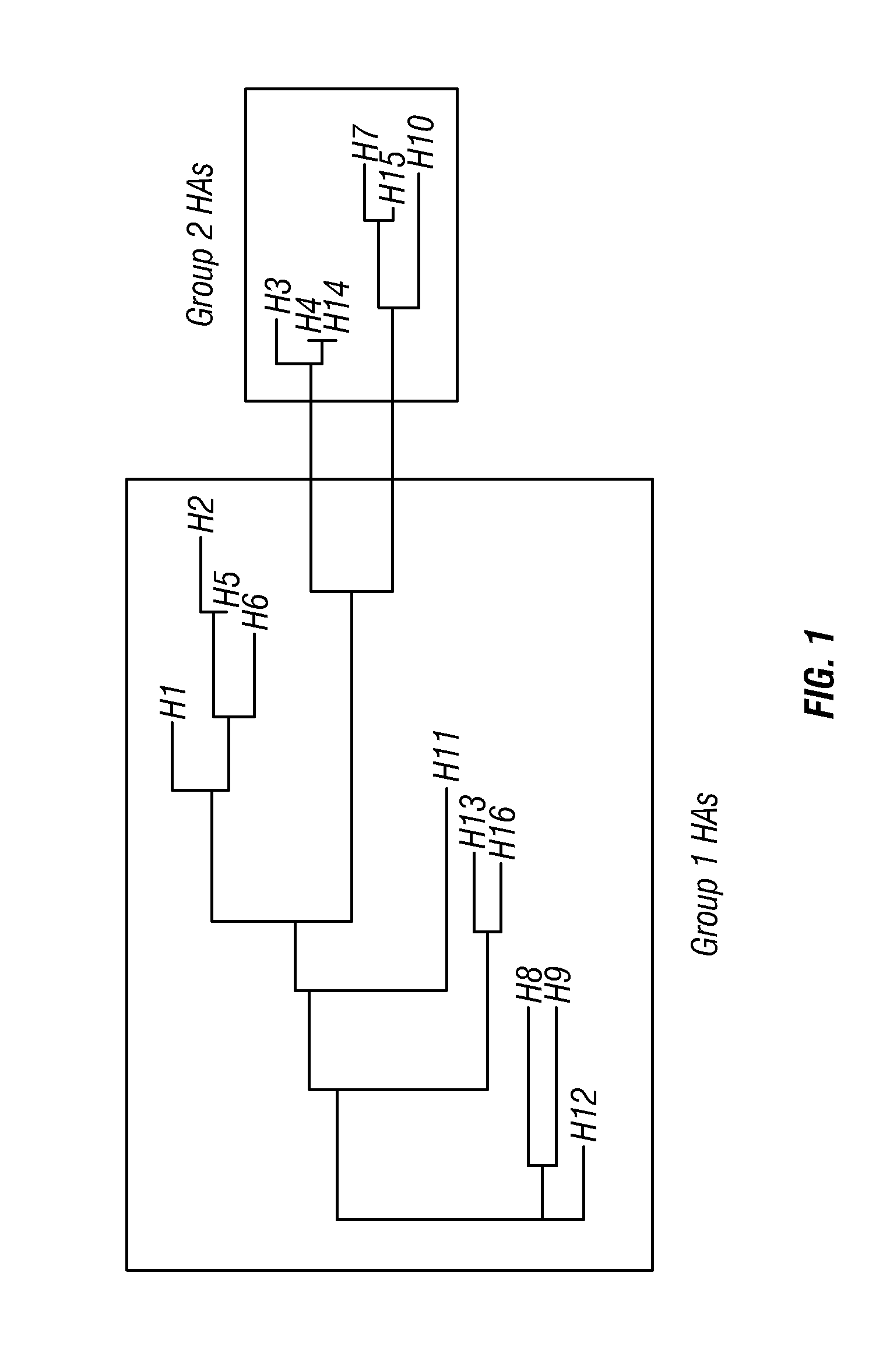 Influenza virus antibodies and immunogens and uses therefor