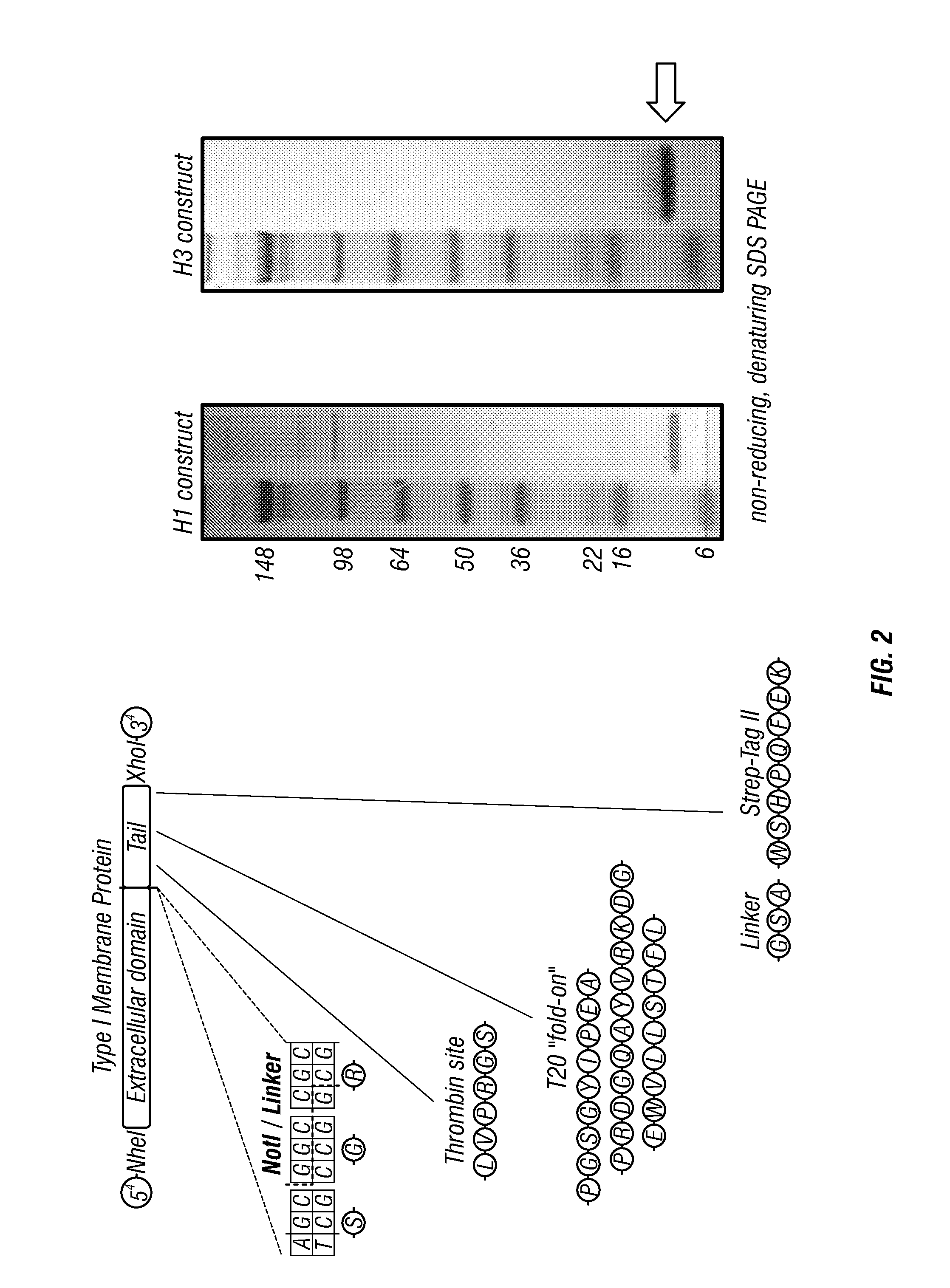 Influenza virus antibodies and immunogens and uses therefor