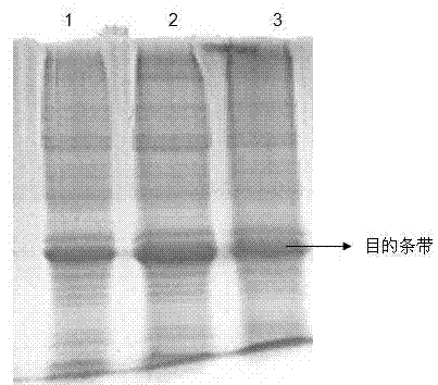 Heparin affinity chromatography method of recombinant herpes simplex virus