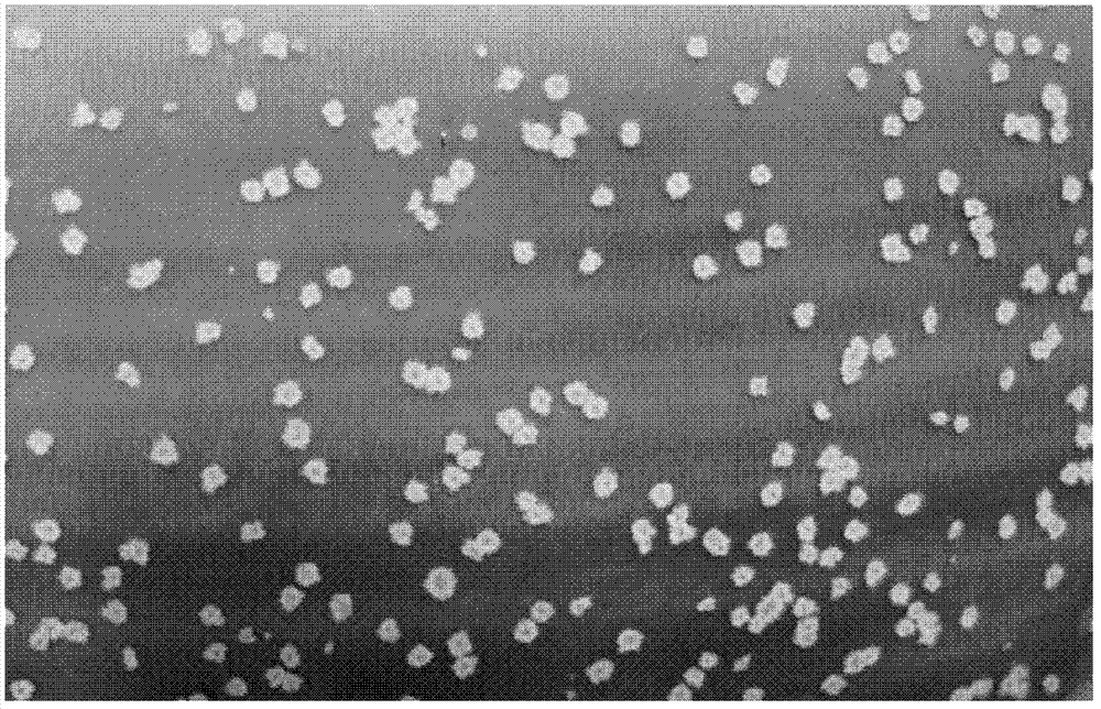 Production method for gold brown glaze and products thereof