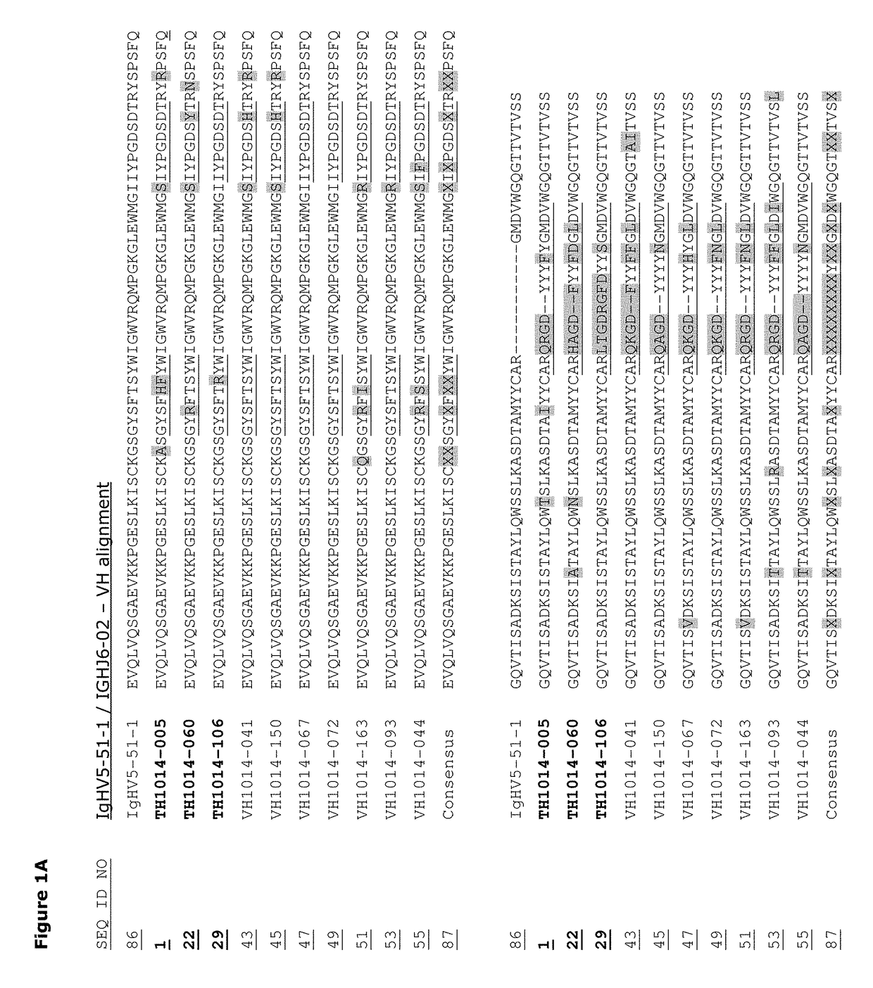 Monoclonal antibodies against HER2 epitope