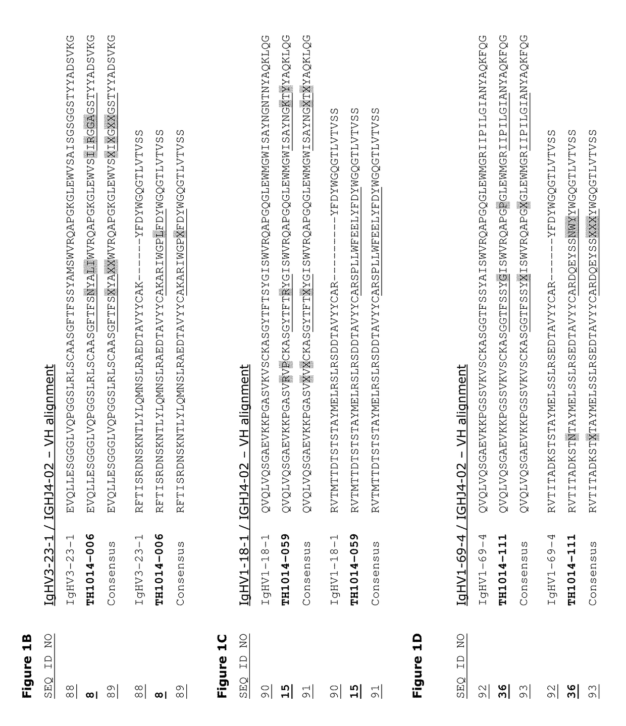 Monoclonal antibodies against HER2 epitope