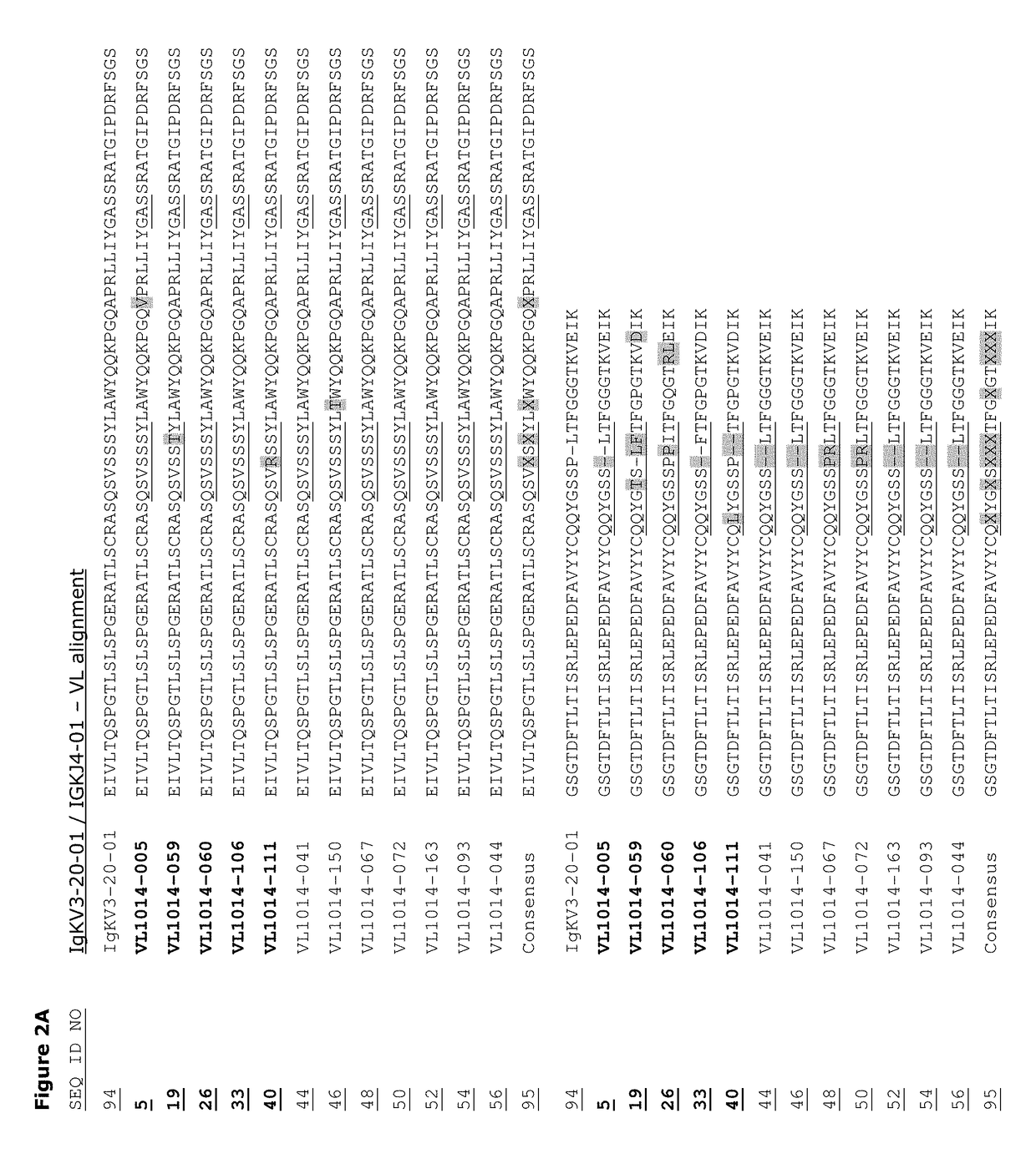 Monoclonal antibodies against HER2 epitope