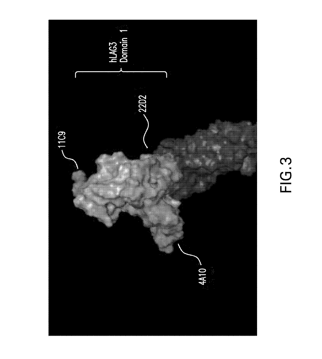 Anti-LAG3 antibodies and antigen-binding fragments