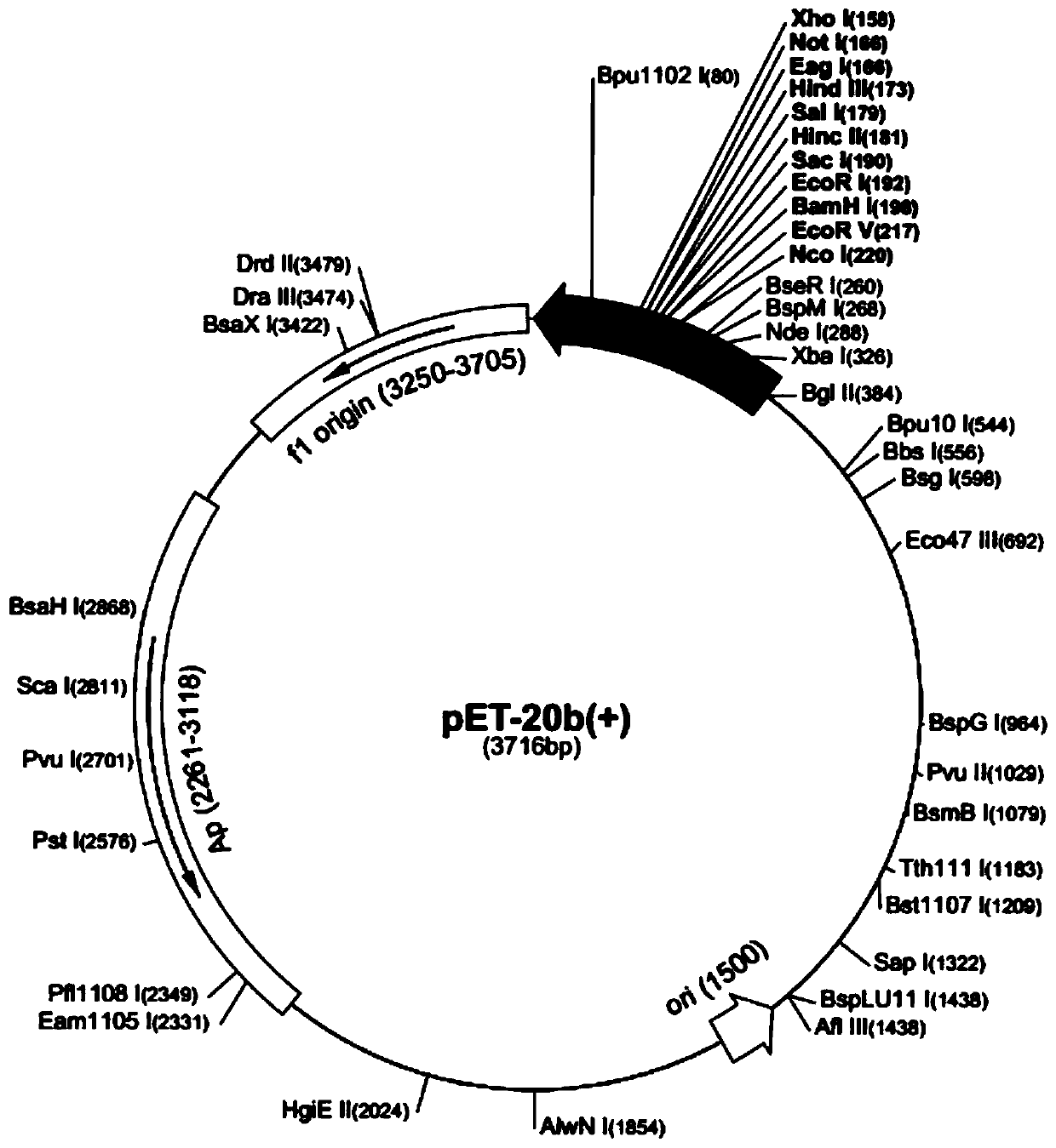 Tissue repair protein CHRD, and coding gene and applications thereof