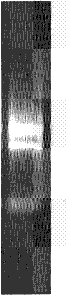 A kind of lipase gene and its recombinant enzyme and its application in preparing optically active mandelic acid