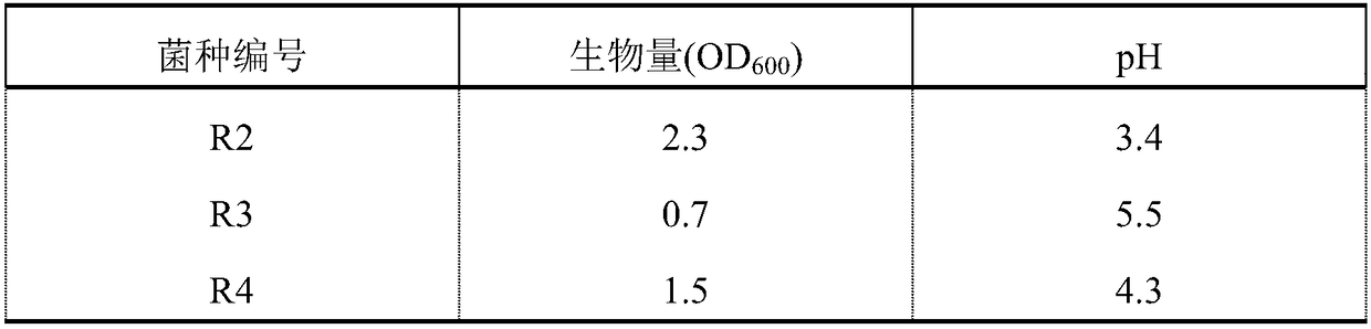 Enterococcus faecium strain and application thereof in alkekengi bean curd processing